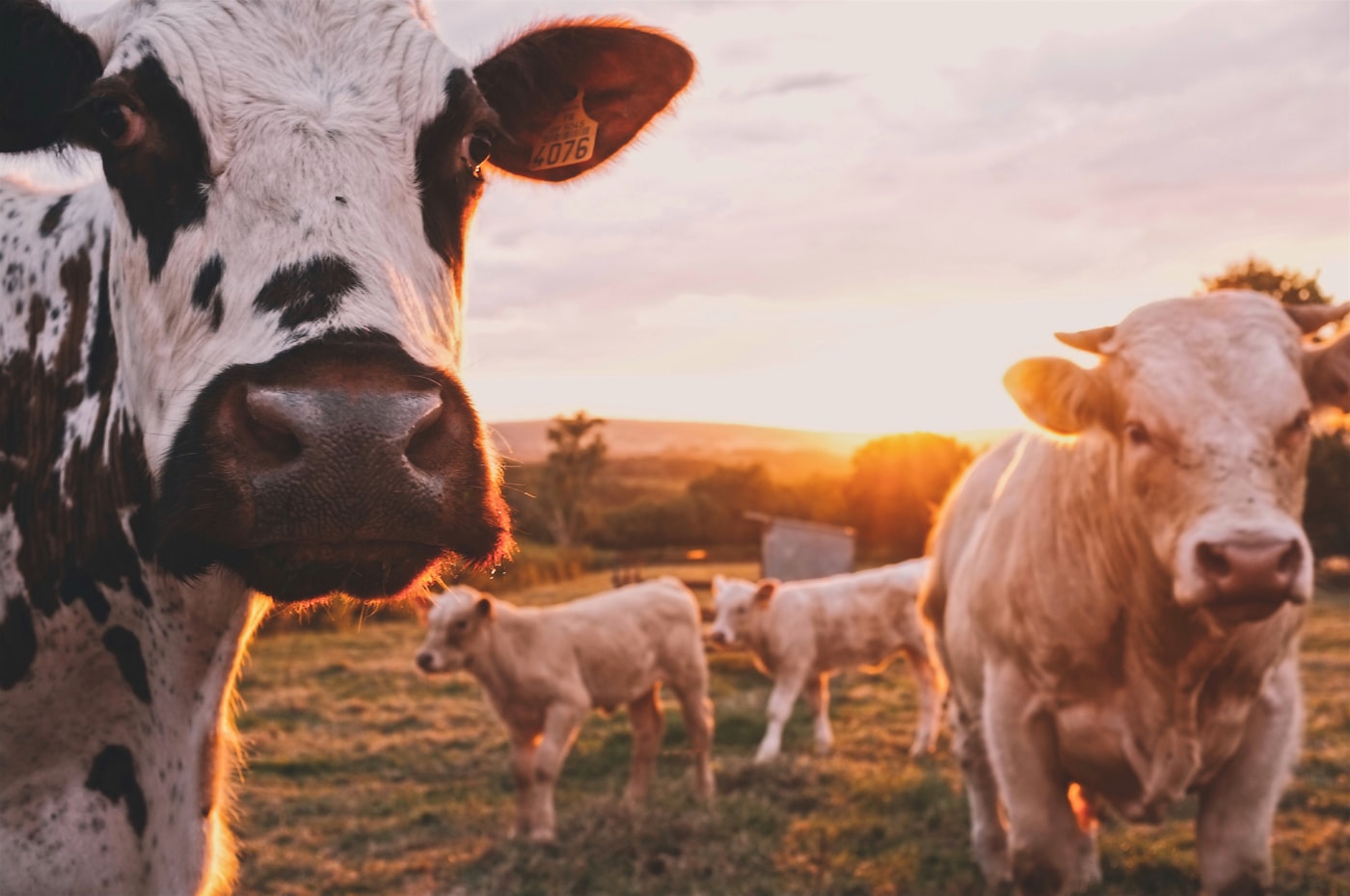 Dairy cattle on a smallholder farm