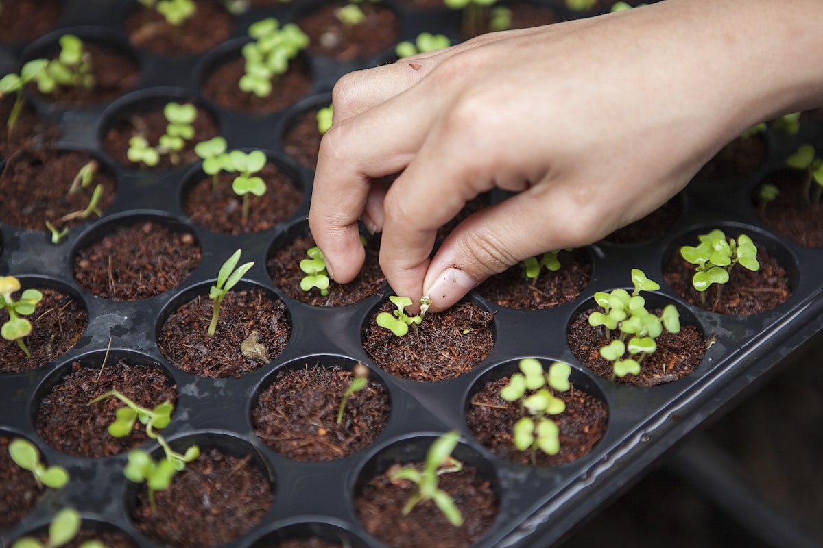 Young plants in a horticulture trial